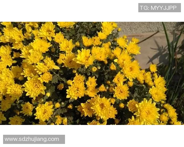 当足球明星与歌星同名同姓时的趣味故事与奇妙联想